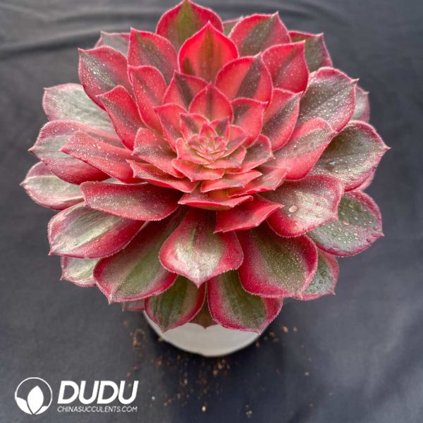 Aeonium Red Cat - Image 2