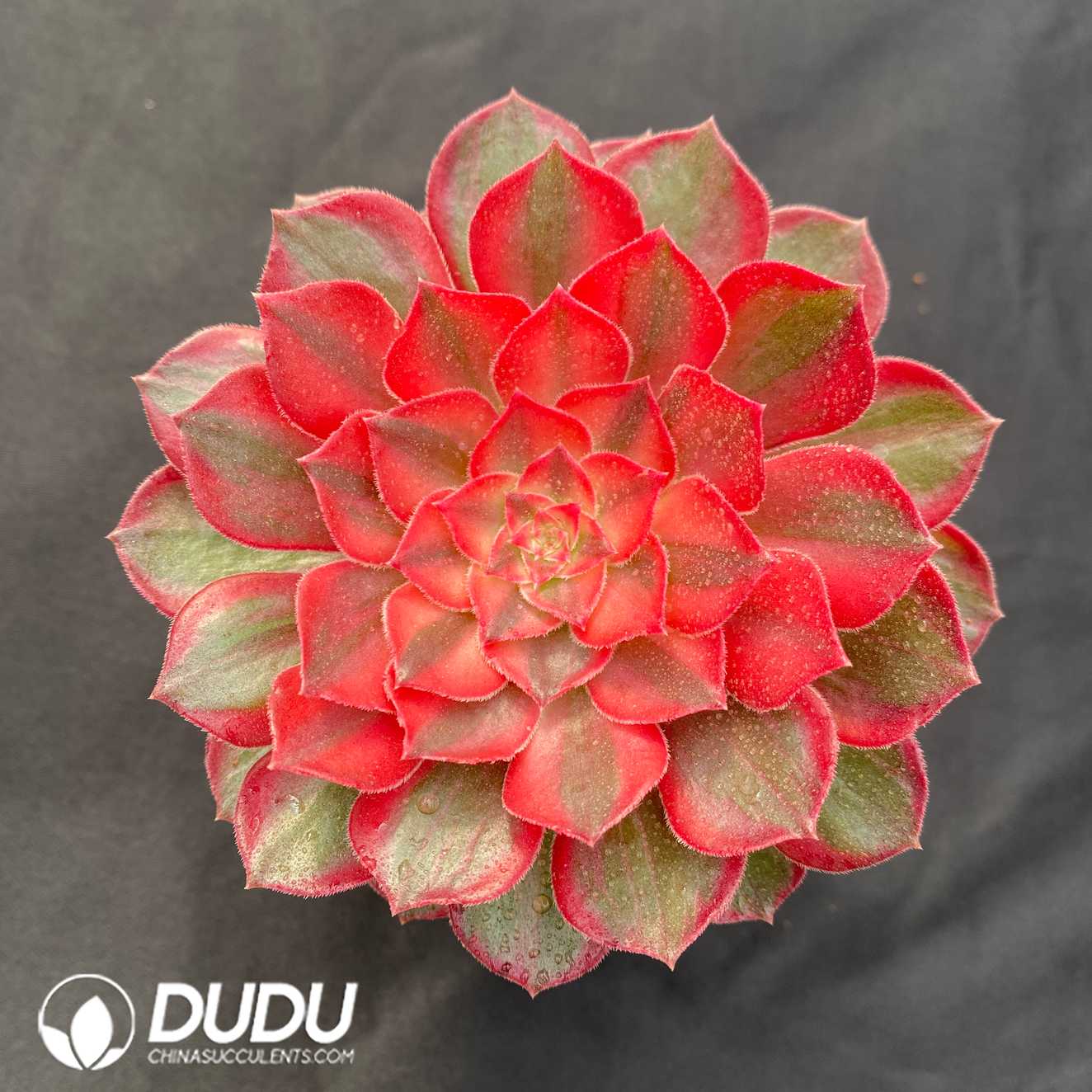 10580D120.jpg Aeonium Red Cat - Image 1