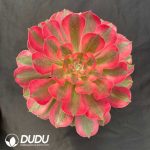 Aeonium Flourished Life