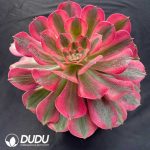 Aeonium Flourished Life - Image 2
