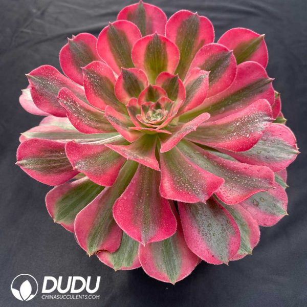 Aeonium Flourished Life - Image 2