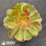 Aeonium Xiangfei Variegated