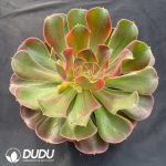Aeonium Xiangfei Variegated - Image 2