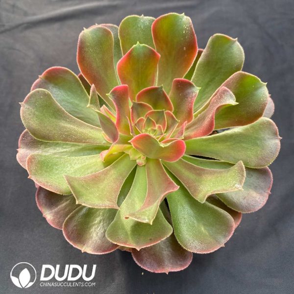 Aeonium Xiangfei Variegated - Image 2