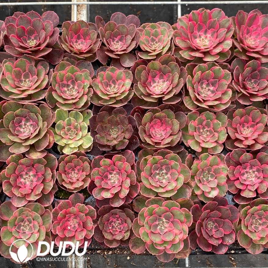 10583D30.jpg 50pcs Aeonium Sakura Seedlings - Image 1