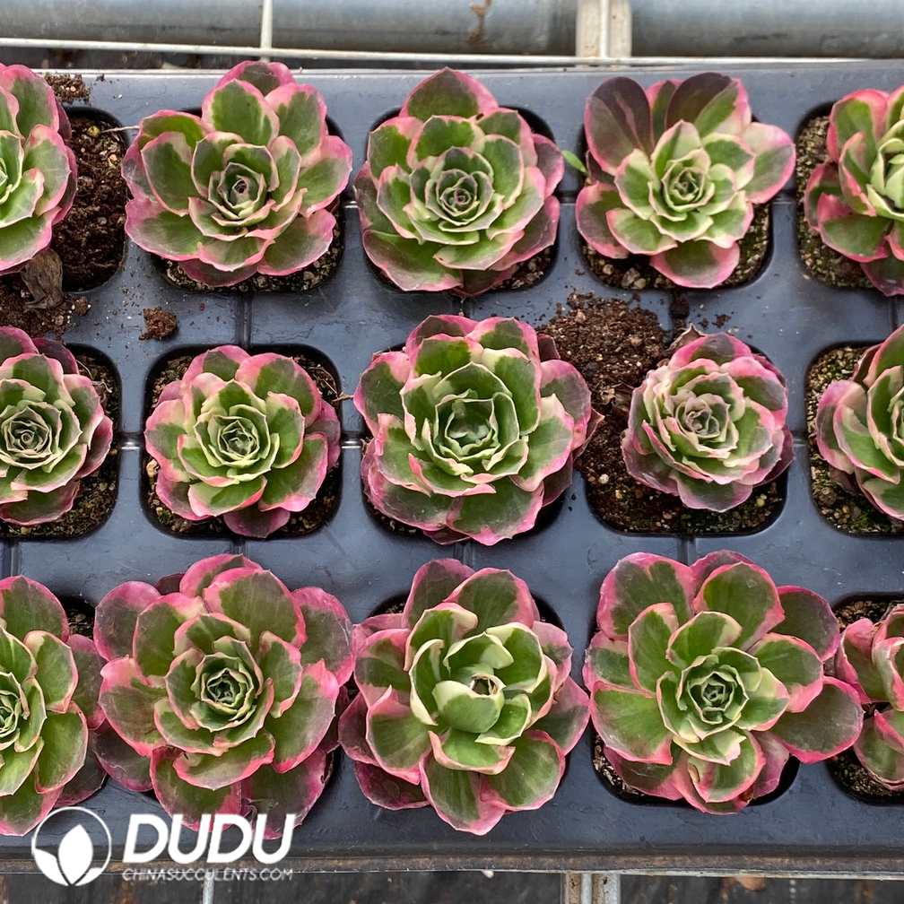 10584D30.jpg 21pcs Aeonium Phoenix Peony seedlings - Image 1