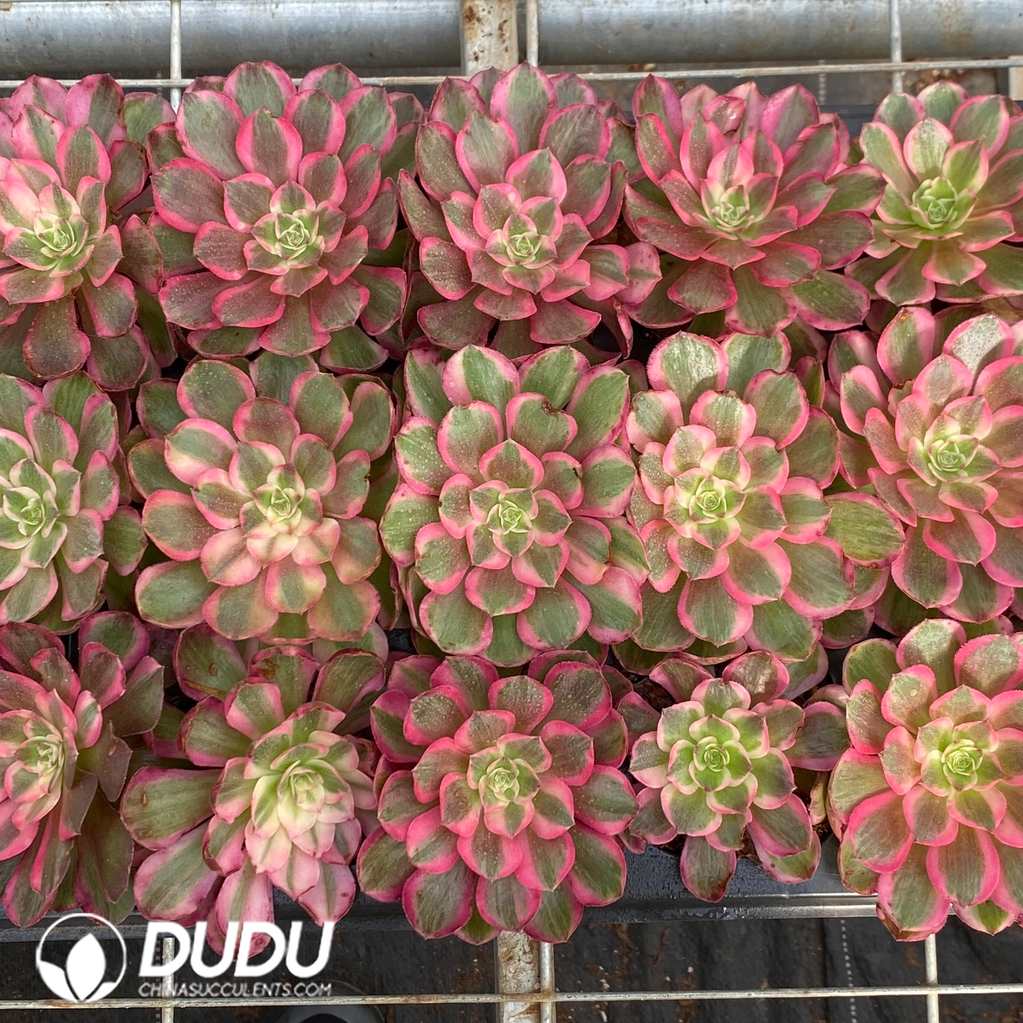 10586D30.jpg 21pcs Aeonium 'Green Arrow' Seedlings - Image 1