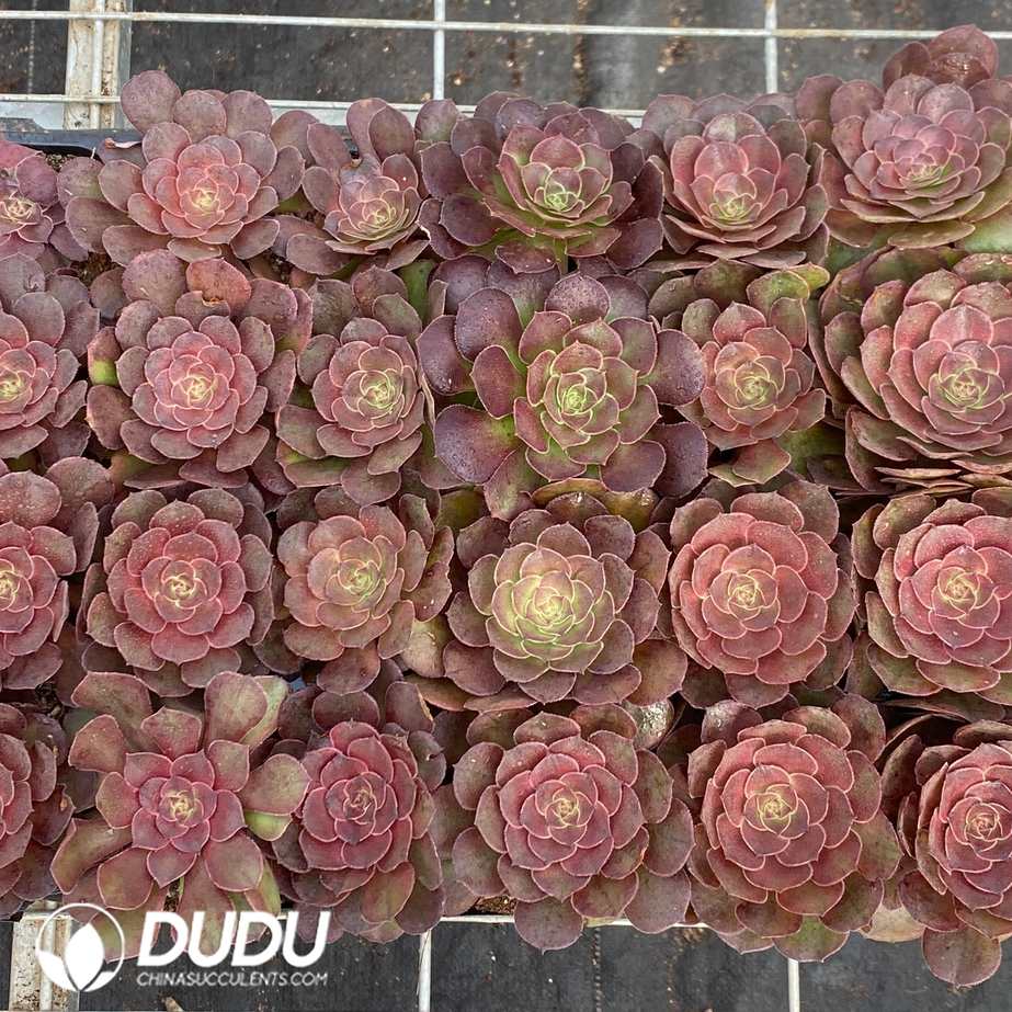 10587D30.jpg 32pcs Aeonium 'Summer Lotus' Seedlings - Image 1