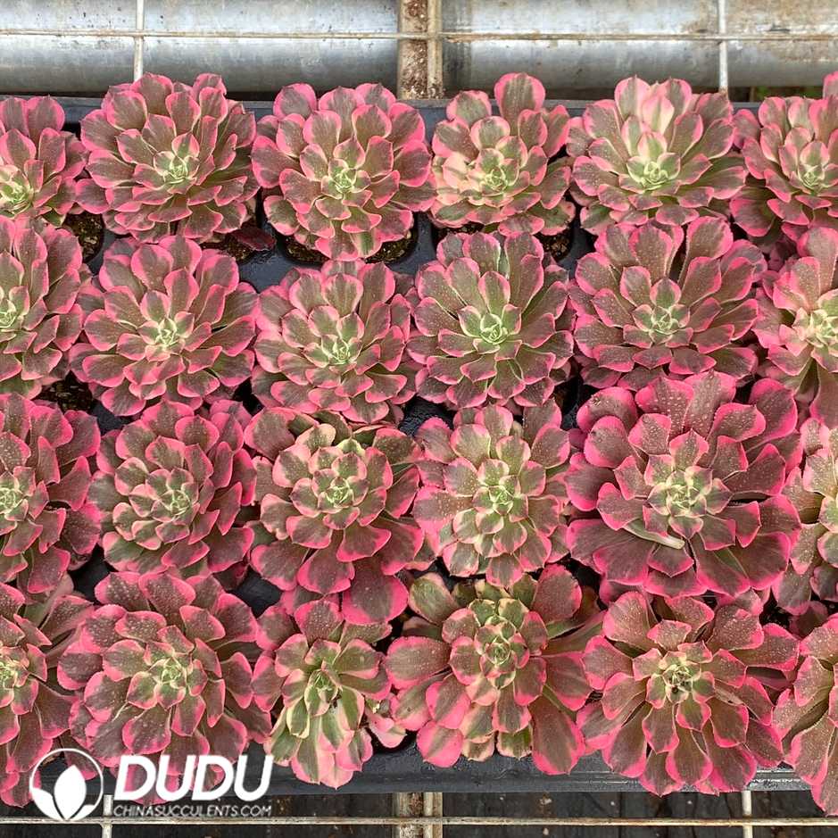 10588D30.jpg 32pcs Aeonium 'Rainbow After Rain' Seedlings - Image 1