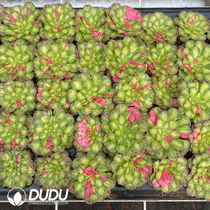 10589D30.jpg 50pcs Aeonium 'Zhi Fou' Seedlings - Image 1