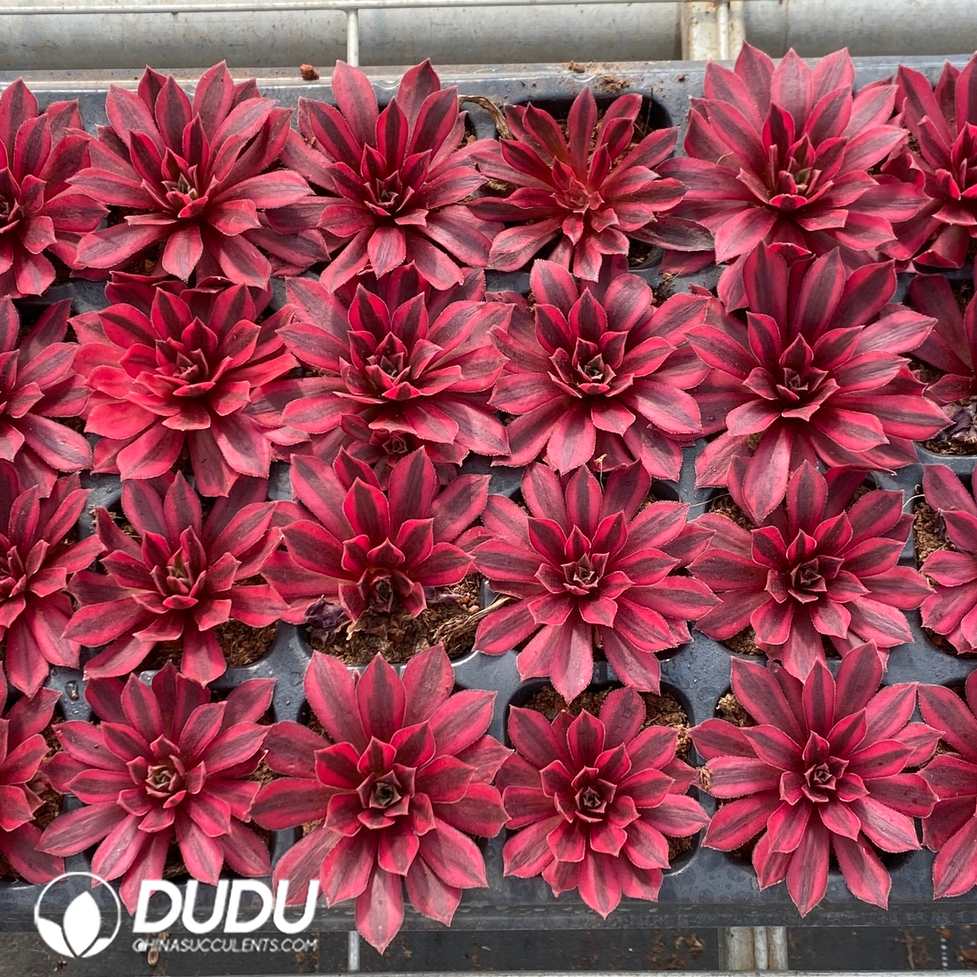 10591D30.jpg 32pcs Aeonium 'Phoenix Variegata' Seedlings - Image 1