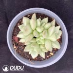 Echeveria Golden Ivory