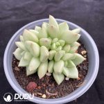 Echeveria Golden Ivory - Image 2