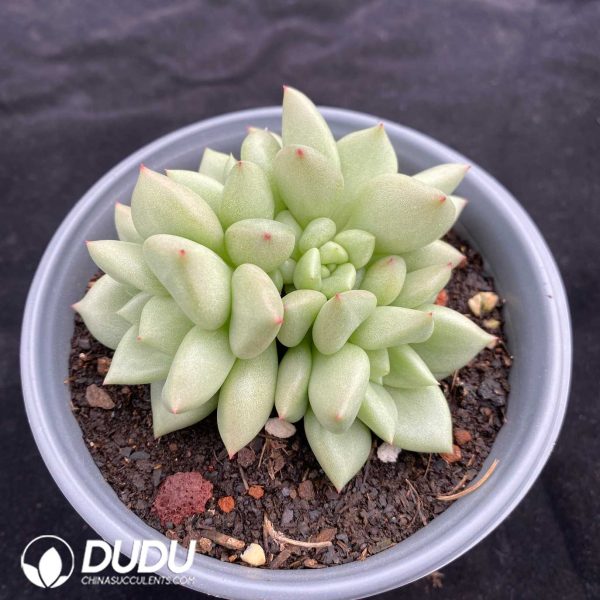 Echeveria Golden Ivory - Image 2
