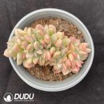 Echeveria Brilliant Cristata