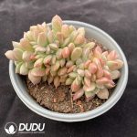 Echeveria Brilliant Cristata - Image 2