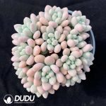 Pachyphytum Jenny Beauty