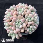 Pachyphytum Jenny Beauty - Image 2