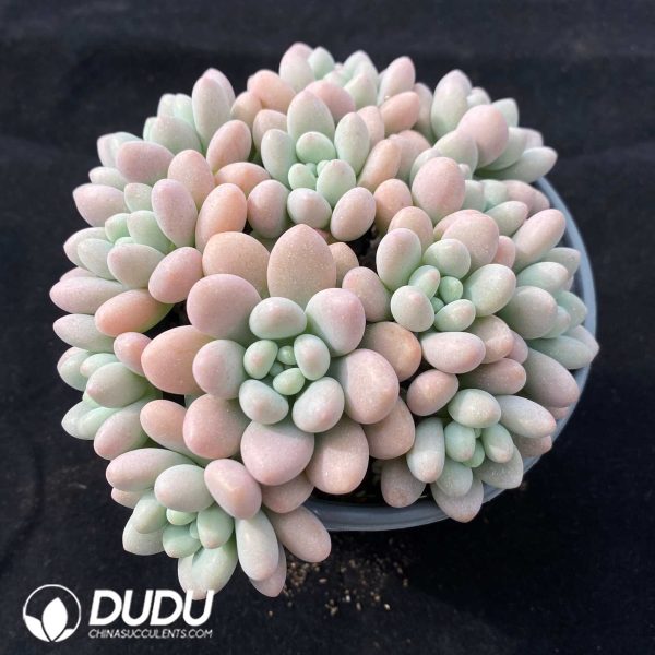Pachyphytum Jenny Beauty - Image 2