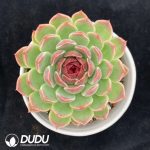 Echeveria Purple Sweet Potato