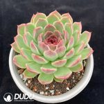 Echeveria Purple Sweet Potato - Image 2