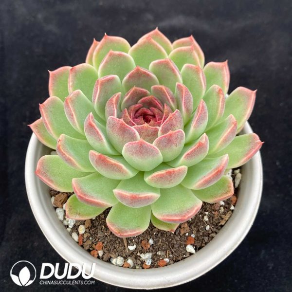 Echeveria Purple Sweet Potato - Image 2