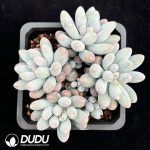 Graptopetalum Glutinous Rice Balls Clustering