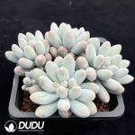 Graptopetalum Glutinous Rice Balls Clustering - Image 2