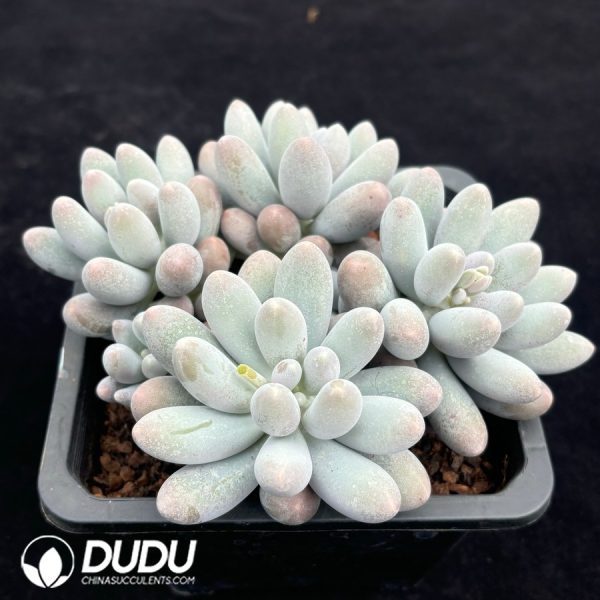 Graptopetalum Glutinous Rice Balls Clustering - Image 2