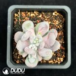 Pachyphytum Oviferum