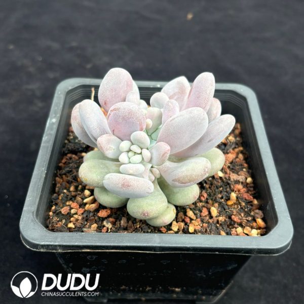 Pachyphytum Oviferum - Image 2