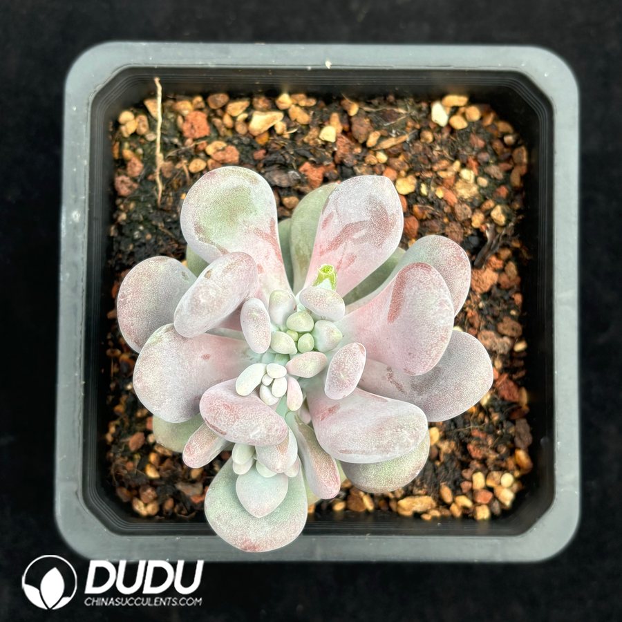 10602D140.jpg Pachyphytum Oviferum - Image 1