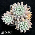 Pachyphytum Solomon Clustering