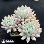 Pachyphytum Solomon Clustering - Image 2