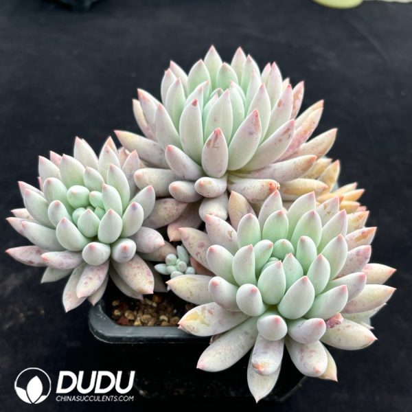 Pachyphytum Solomon Clustering - Image 2