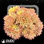 Echeveria Mebina Variegated Clustering