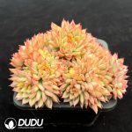 Echeveria Mebina Variegated Clustering - Image 2