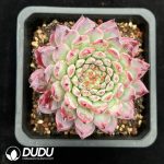 Echeveria Mengyao