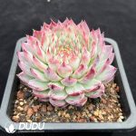 Echeveria Mengyao - Image 2