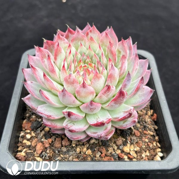 Echeveria Mengyao - Image 2