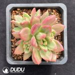 Echeveria Mist Bubble