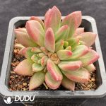 Echeveria Mist Bubble - Image 2