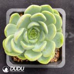 Echeveria Baby Green