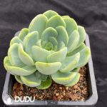 Echeveria Baby Green - Image 2