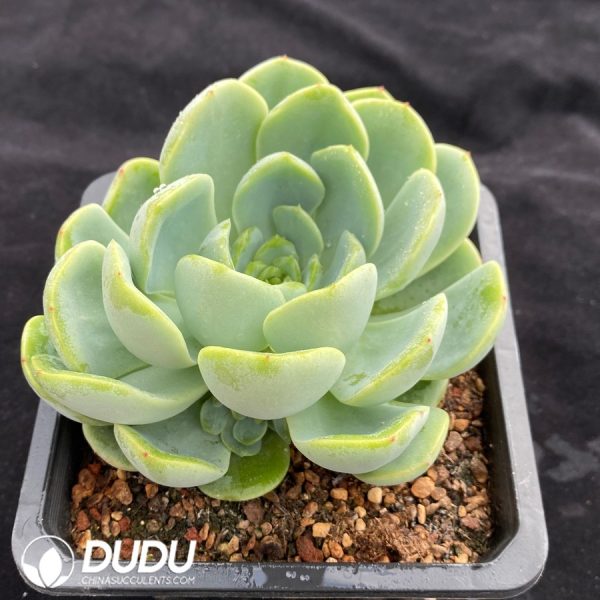 Echeveria Baby Green - Image 2