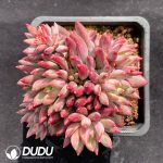 Pachyphytum Yumeiren Clustering