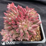 Pachyphytum Yumeiren Clustering - Image 2