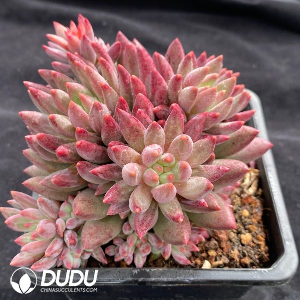 Pachyphytum Yumeiren Clustering - Image 2
