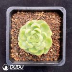 Echeveria Shrimp Dumpling
