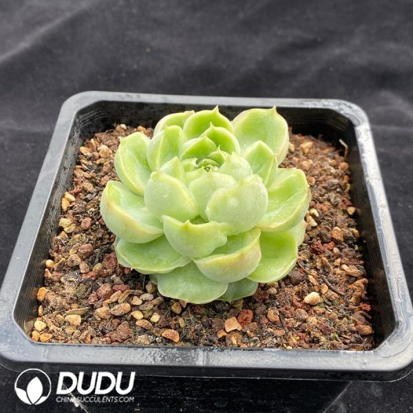 Echeveria Shrimp Dumpling - Image 2